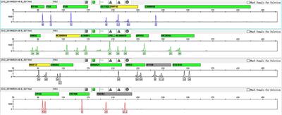 Development and Validation of a Novel Five-Dye Short Tandem Repeat Panel for Forensic Identification of 11 Species